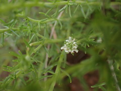 Selago densiflora