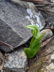 Pterostylis dubia
