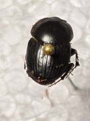 Euonthophagus carbonarius