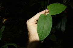Leichhardtia longiloba