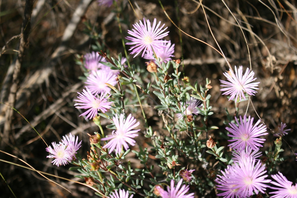 Lampranthus dependens