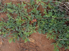Indigofera oxalidea