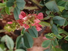 Indigofera oxalidea