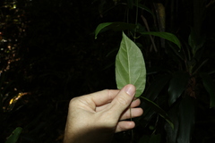 Leichhardtia longiloba