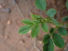 Indigofera oxalidea
