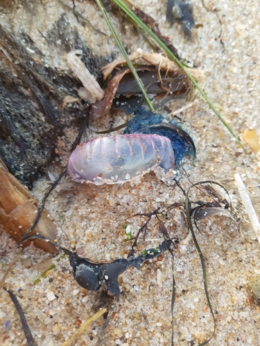 photo of Portuguese Man O' War (Physalia physalis)