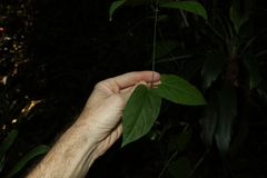Leichhardtia longiloba