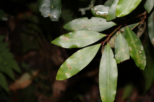 Ardisia bakeri (Ardisia bakeri)