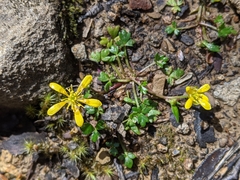 Ranunculus collinus