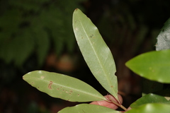Ardisia bakeri