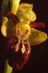 Ophrys × pseudofusca