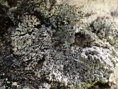 Menegazzia castanea