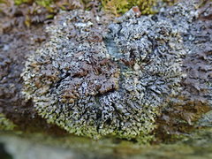 Menegazzia castanea