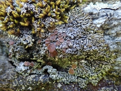 Menegazzia castanea