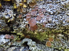 Menegazzia castanea