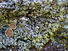 Menegazzia castanea