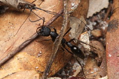 Leptogenys sjostedti