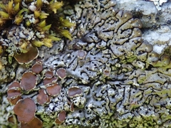 Menegazzia castanea