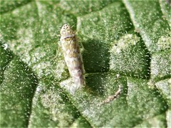 Eupteryx decemnotata