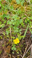 Potentilla anglica