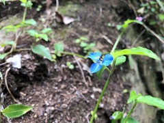 Commelina cyanea
