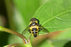 Mallota orientalis