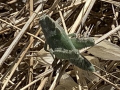 Ecphantus quadrilobus