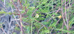 Cymbopappus adenosolen