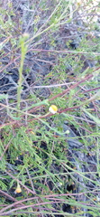 Cymbopappus adenosolen