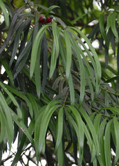 Podocarpus grayae