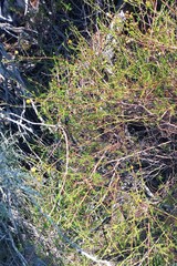 Cymbopappus adenosolen