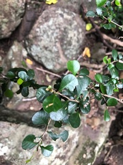 Planchonella cotinifolia