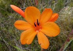 Watsonia schlechteri