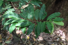 Ardisia bakeri