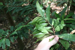 Ardisia bakeri