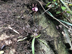 Sarcochilus ceciliae