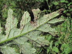 Puccinia calcitrapae