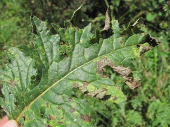 Puccinia calcitrapae