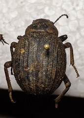 Pimelia intervallaris