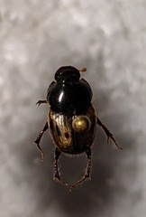 Onthophagus nitidulus
