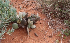 Adromischus alstonii