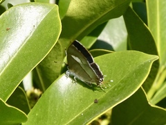Horaga onyx