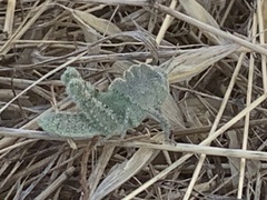 Ecphantus quadrilobus