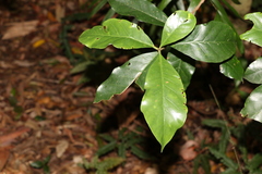 Atractocarpus benthamianus