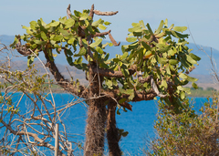 Consolea moniliformis