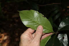 Atractocarpus benthamianus