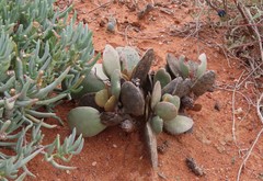 Adromischus alstonii