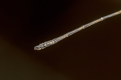 Lestoidea brevicauda