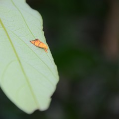 Pycnozancla acribes