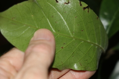 Atractocarpus benthamianus